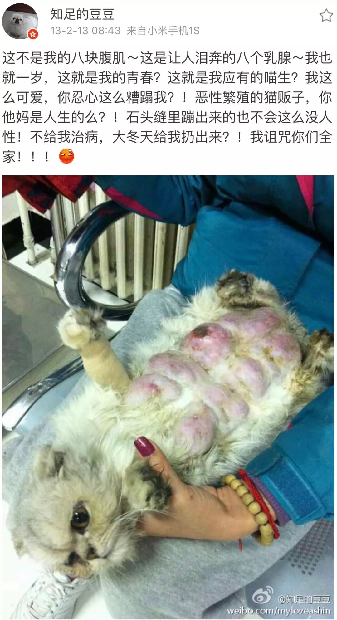 家长深入内部拍摄 猫繁殖场的真面目有多残酷 猫公子 微信公众号文章阅读 Wemp