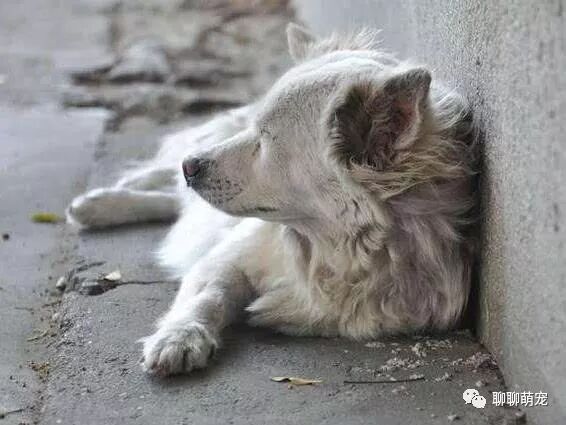 为什么街上的流浪狗多半是小型犬 大型犬就不会成为流浪狗吗 聊聊萌宠 微信公众号文章阅读 Wemp