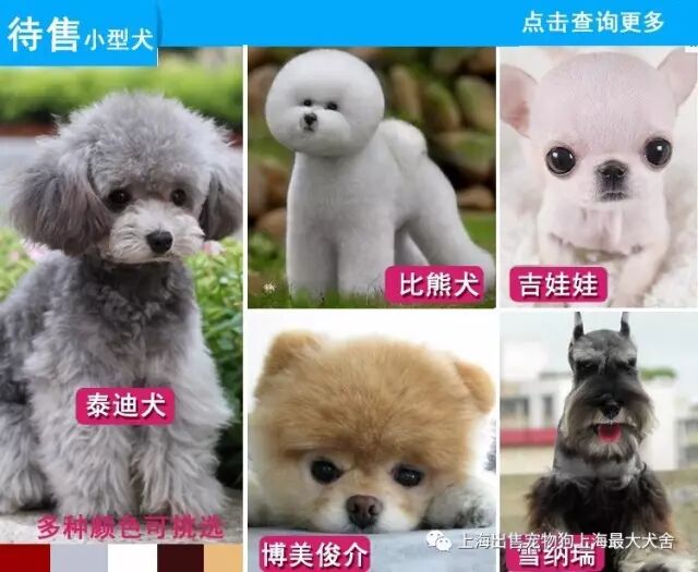 上海出售纯种黄博美幼犬哈多利茶杯活体宠物小狗长不大俊介袖珍小型犬 上海出售宠物狗上海最大犬舍 微信公众号文章阅读