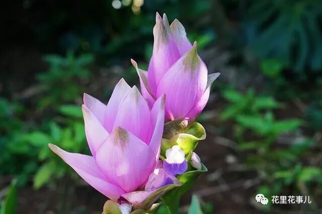 小小一块 姜 能开出新奇的花 还能当盆景 既好看 又好养 花里花事儿 微信公众号文章阅读 Wemp