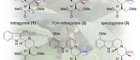 德国马普所Sarah O'Connor组JACS| 定向生物合成帽柱木碱及其异构体 |附招聘广告