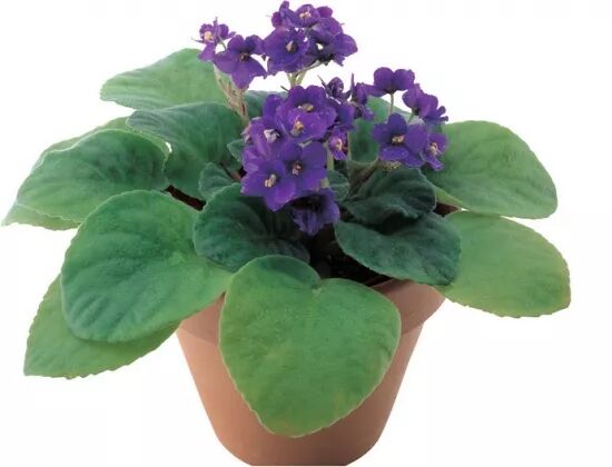 适合室内养殖的盆栽植物 部分最佳室内养殖植物盘点 教女人学养花 微信公众号文章阅读 Wemp