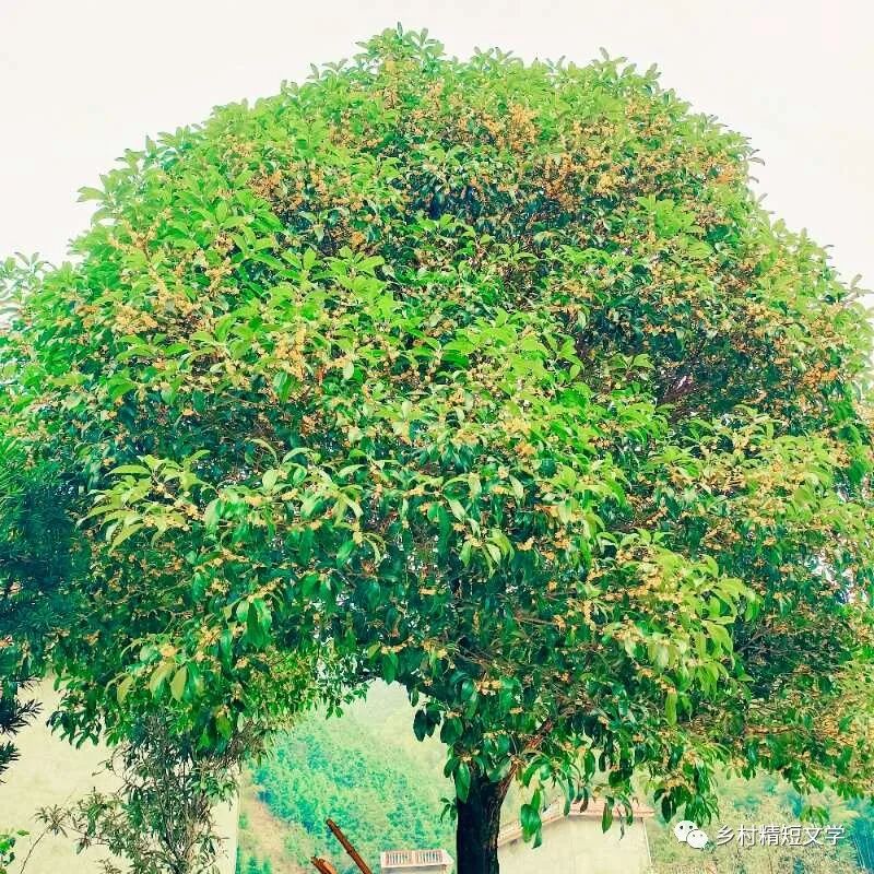 第1292期 家乡的桂花 散文 全网搜