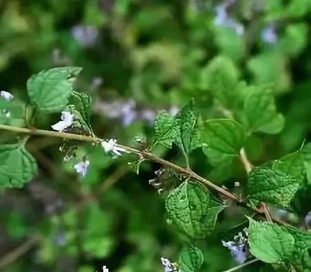 牙痛克星草药图片