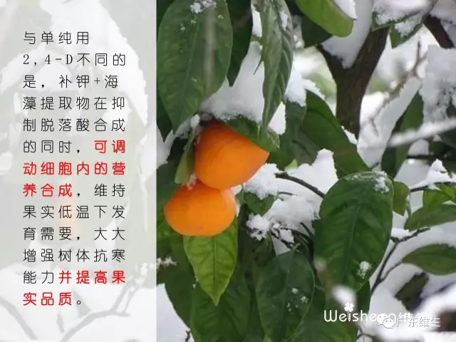 晚熟柑橘冬季落果枯水成因及对策