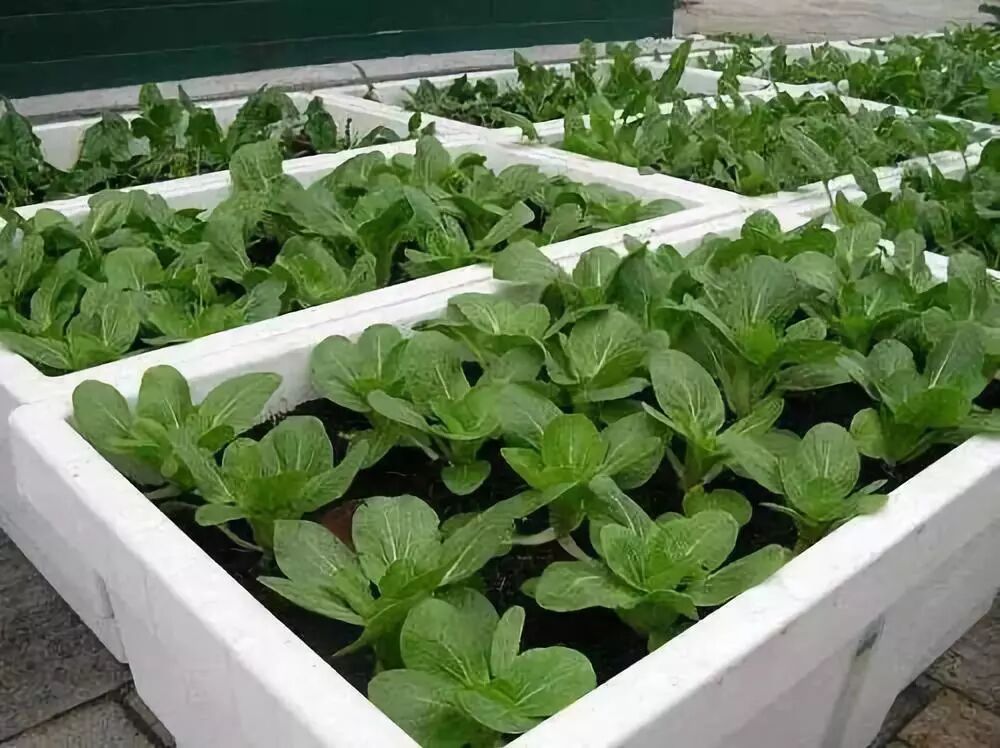 泡沫箱种菜能吃养眼好养活