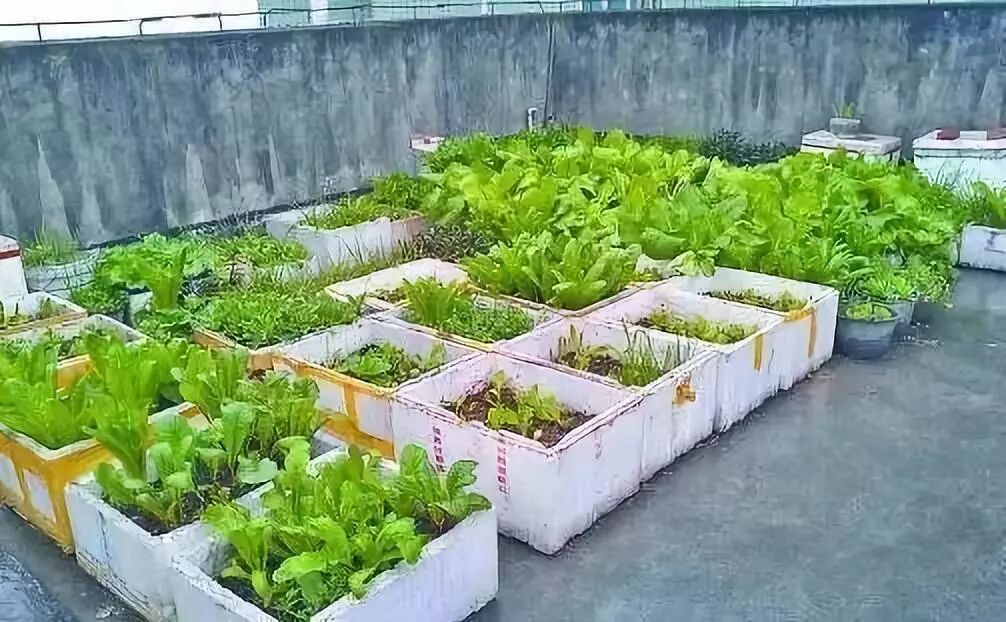 泡沫箱种菜能吃养眼好养活