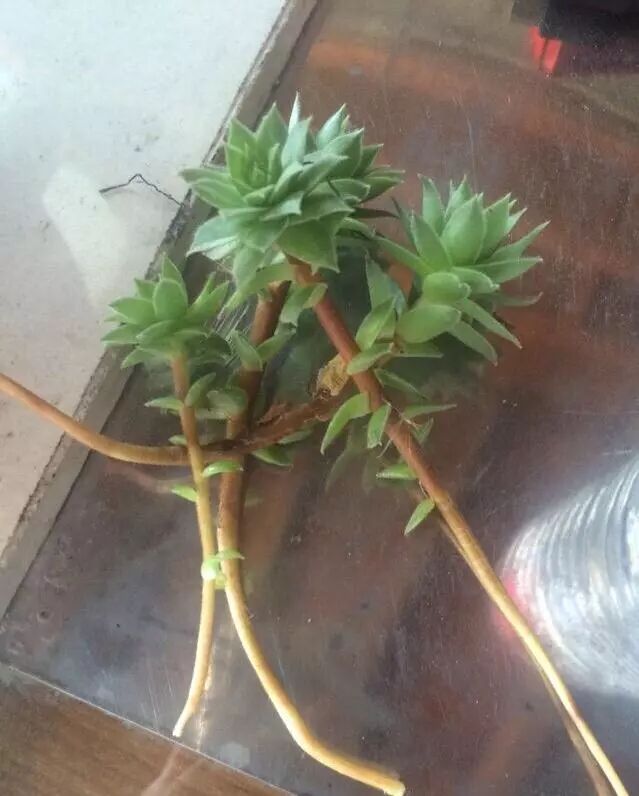 秋天养 观音莲 别忘摘点芽繁殖 一棵变10棵 来年又长一大圈 养花小技巧 微信公众号文章阅读 Wemp