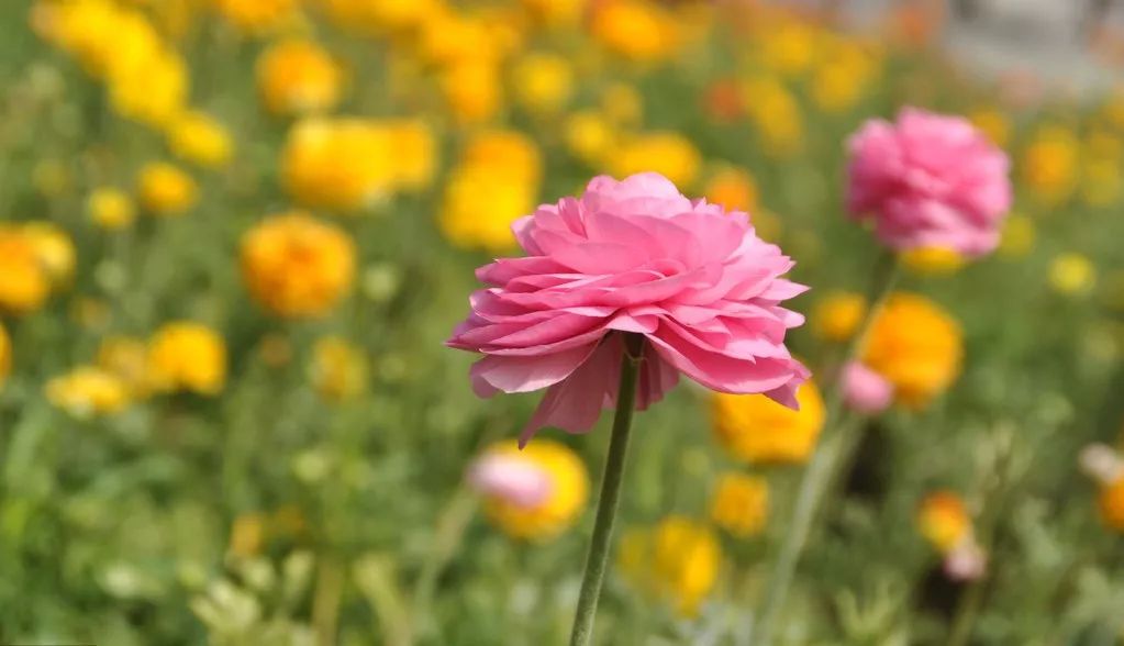 芹叶牡丹 花似牡丹 叶似芹 花姿优美 惹人爱 花卉之说 微信公众号文章阅读 Wemp