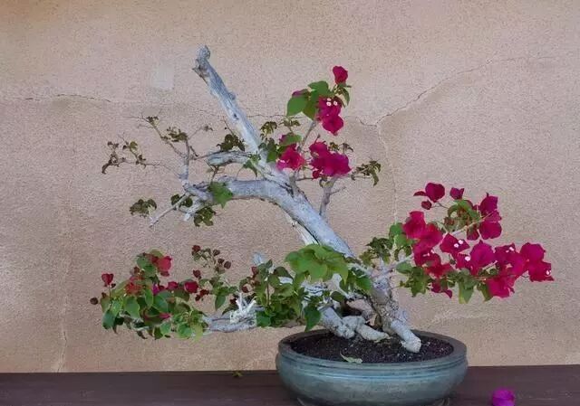 三角梅深浅盆栽种有技巧 注意3个数字 不烂根 容易开爆盆 养花攻略 微信公众号文章阅读 Wemp