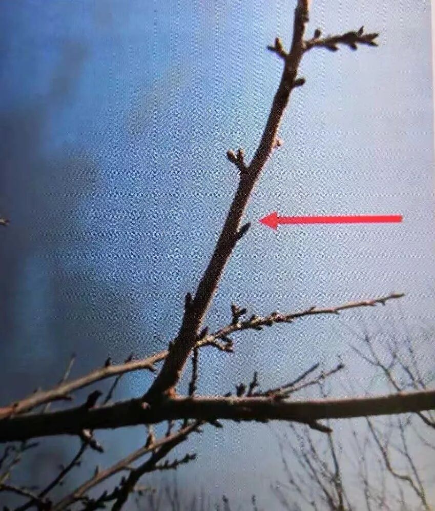复合微生物菌剂厂家直销