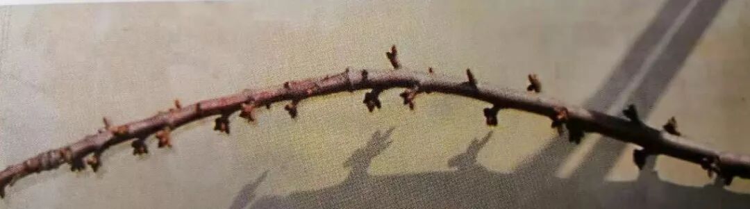 复合微生物菌剂厂家直销