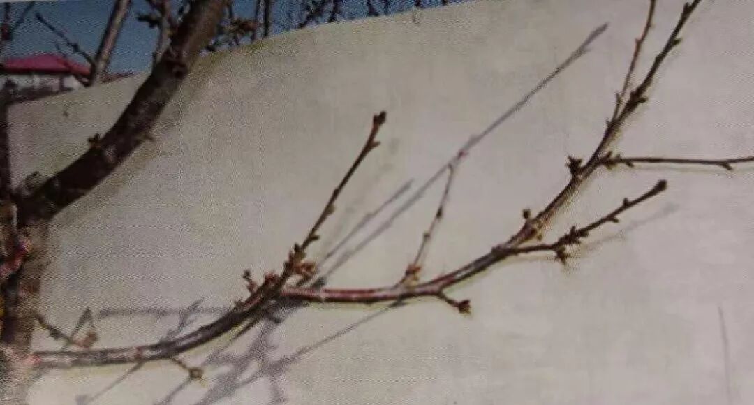 复合微生物菌剂厂家直销
