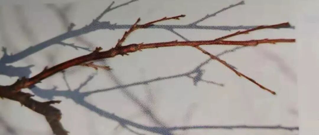 复合微生物菌剂厂家直销
