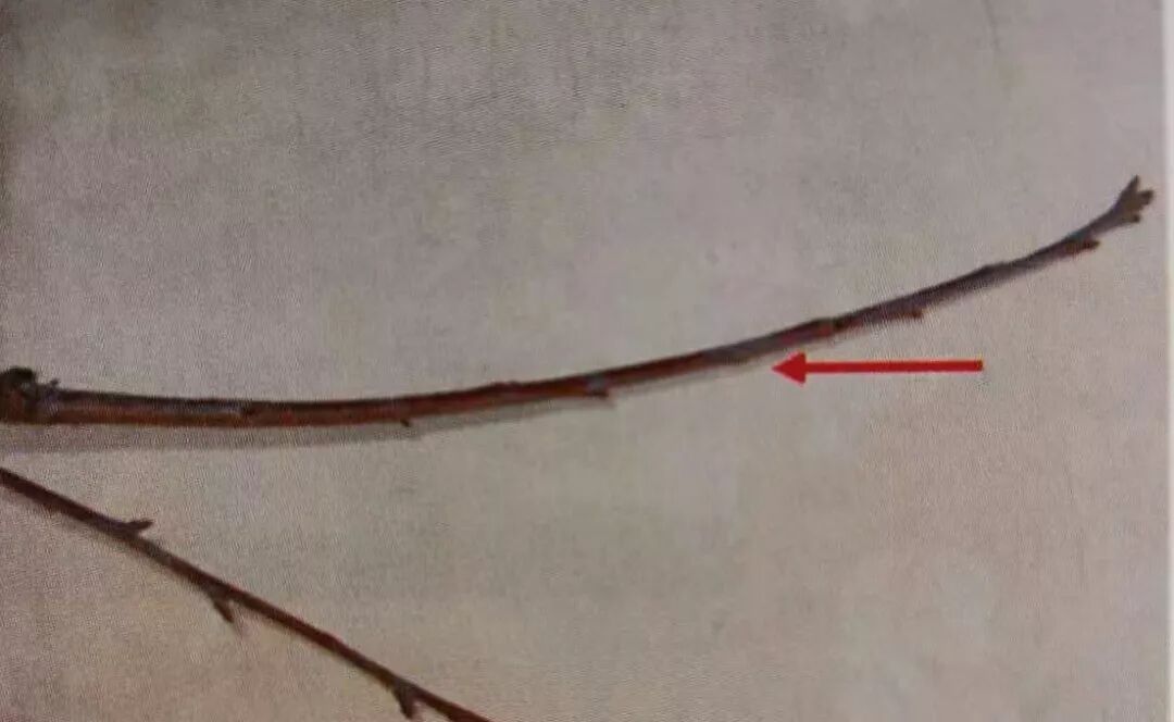 复合微生物菌剂厂家直销