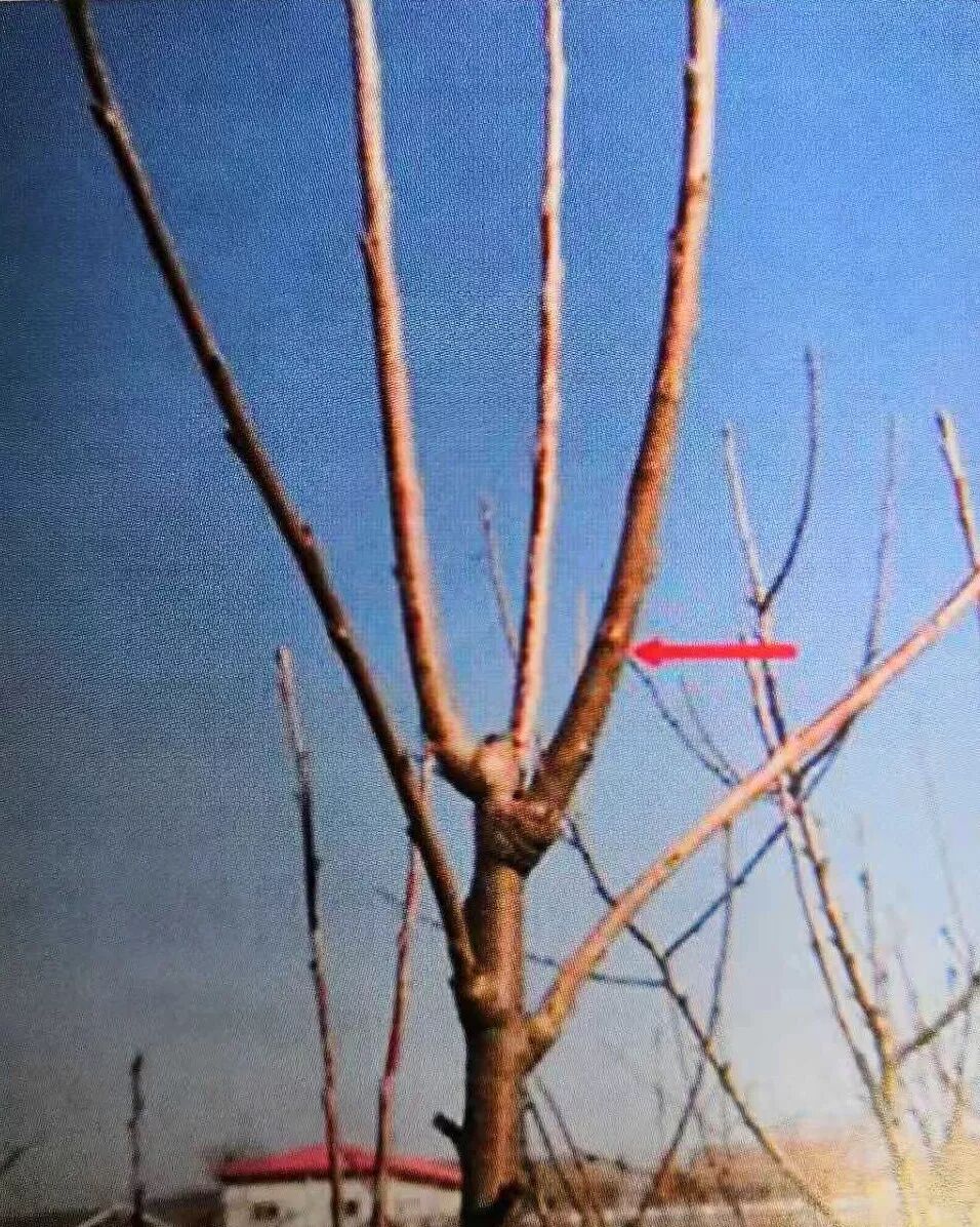 复合微生物菌剂厂家直销