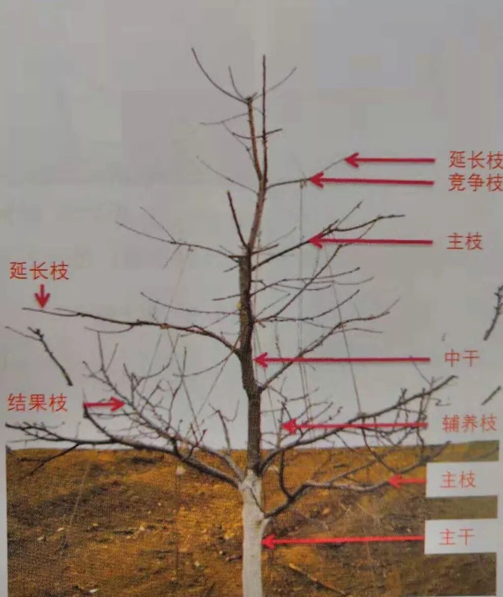 复合微生物菌剂厂家直销