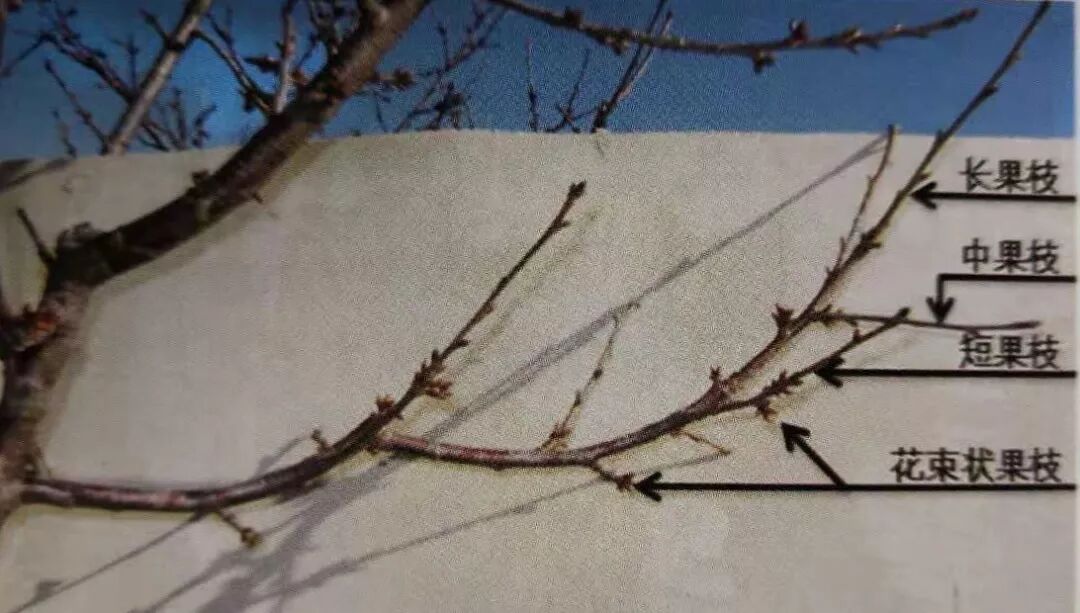 复合微生物菌剂厂家直销