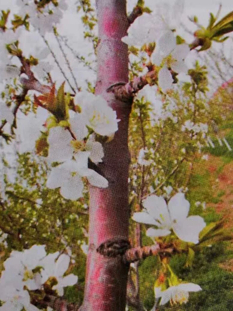 复合微生物菌剂厂家直销