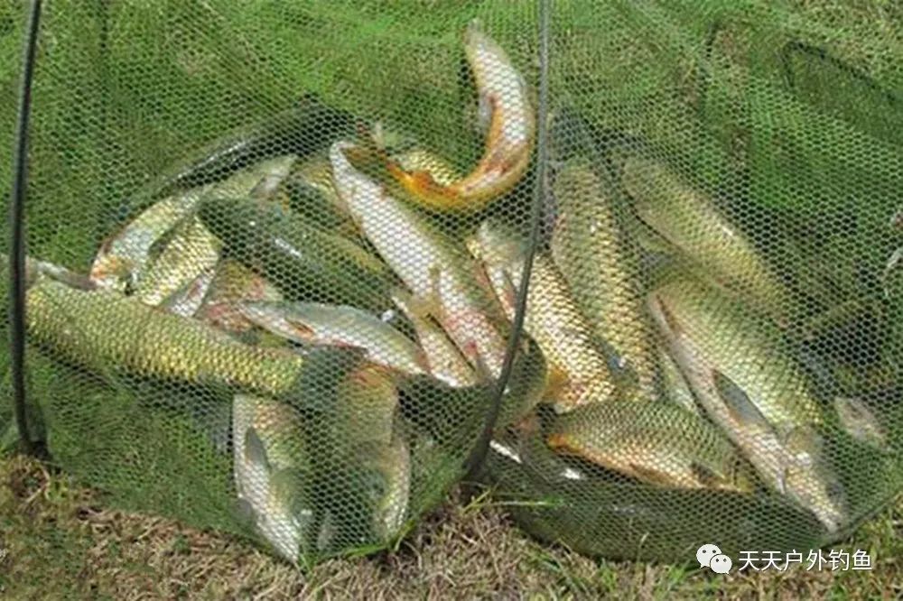 假饵怎么钓鱼