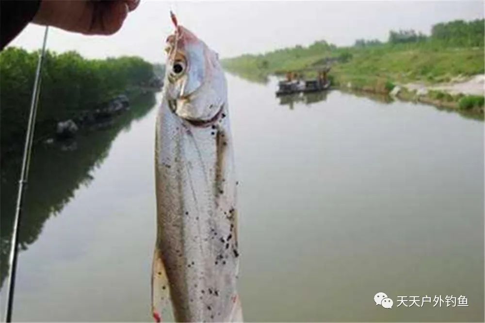 假饵怎么钓鱼