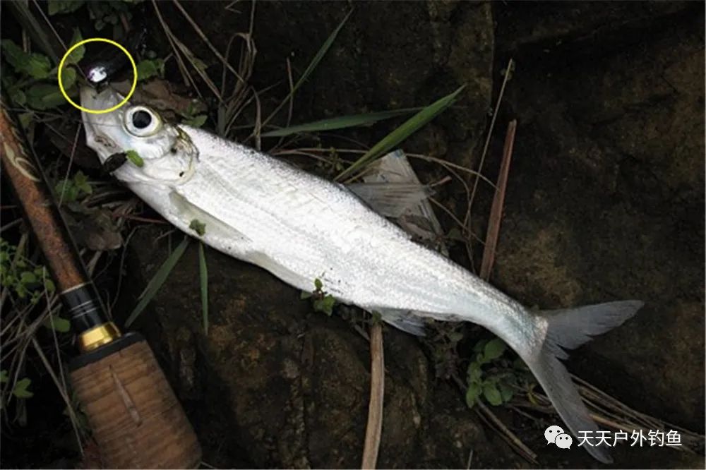 假饵怎么钓鱼