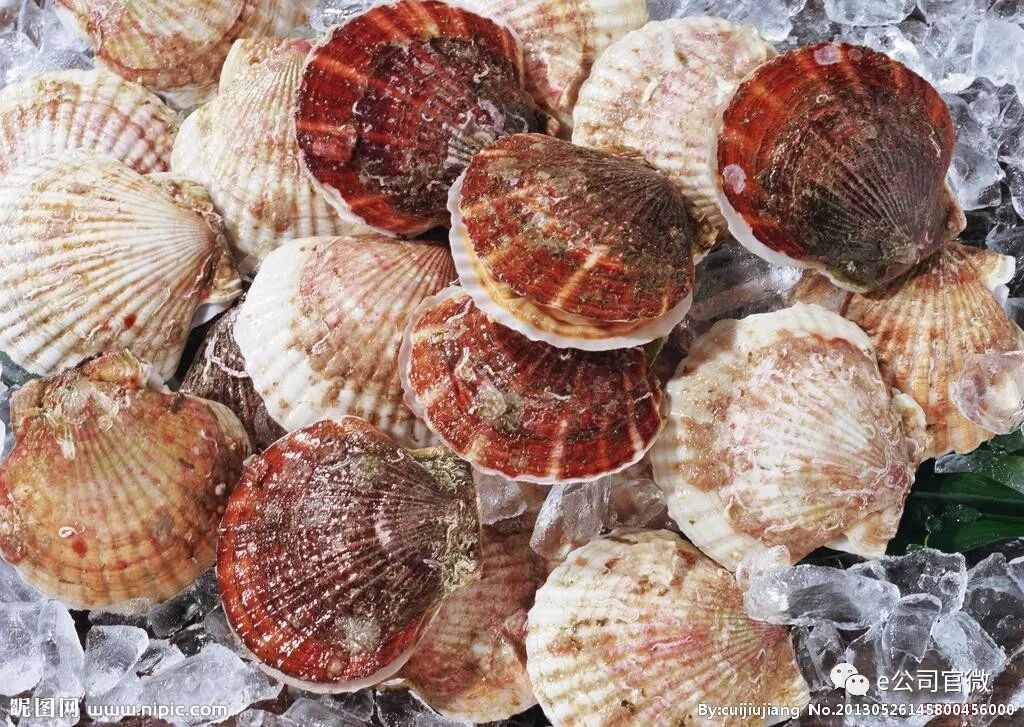 獐子岛躺枪!扇贝跑北海道？NO!扇贝不是大马哈鱼