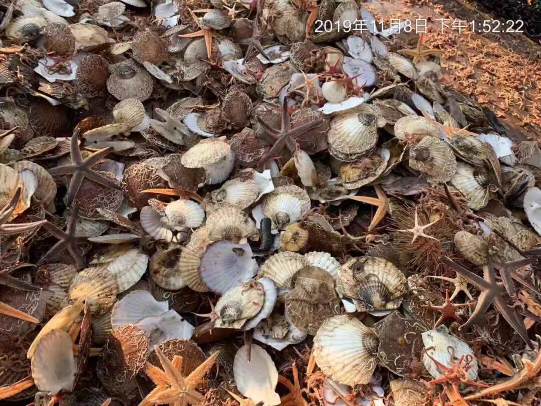 獐子岛扇贝又出意外 部分海域死亡率逾8成 地方政府介入 证券时报网