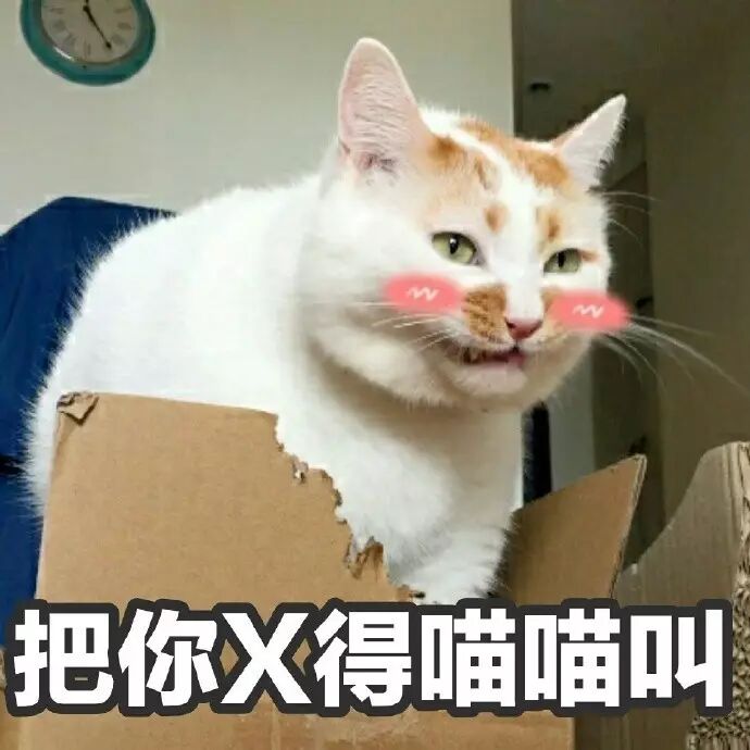 日常吸猫！净化灵魂！