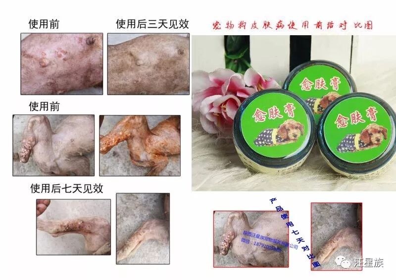 狗狗身上出现红疹时怎么办？狗狗严重皮肤病怎么办？愈肤膏三天帮您搞定！