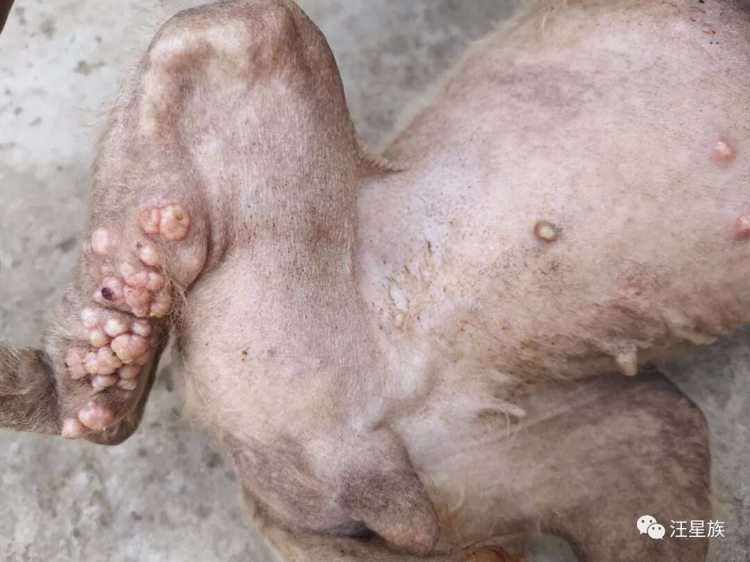 狗狗身上出现红疹时怎么办?狗狗严重皮肤病怎么办?愈肤膏三天帮您搞定! 狗狗身上出现红疹时怎么办?狗狗严重皮肤病怎么办?愈肤膏三天帮您搞定!