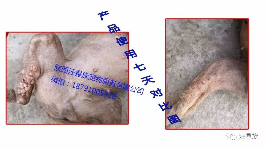 狗狗身上出现红疹时怎么办？狗狗严重皮肤病怎么办？愈肤膏三天帮您搞定！