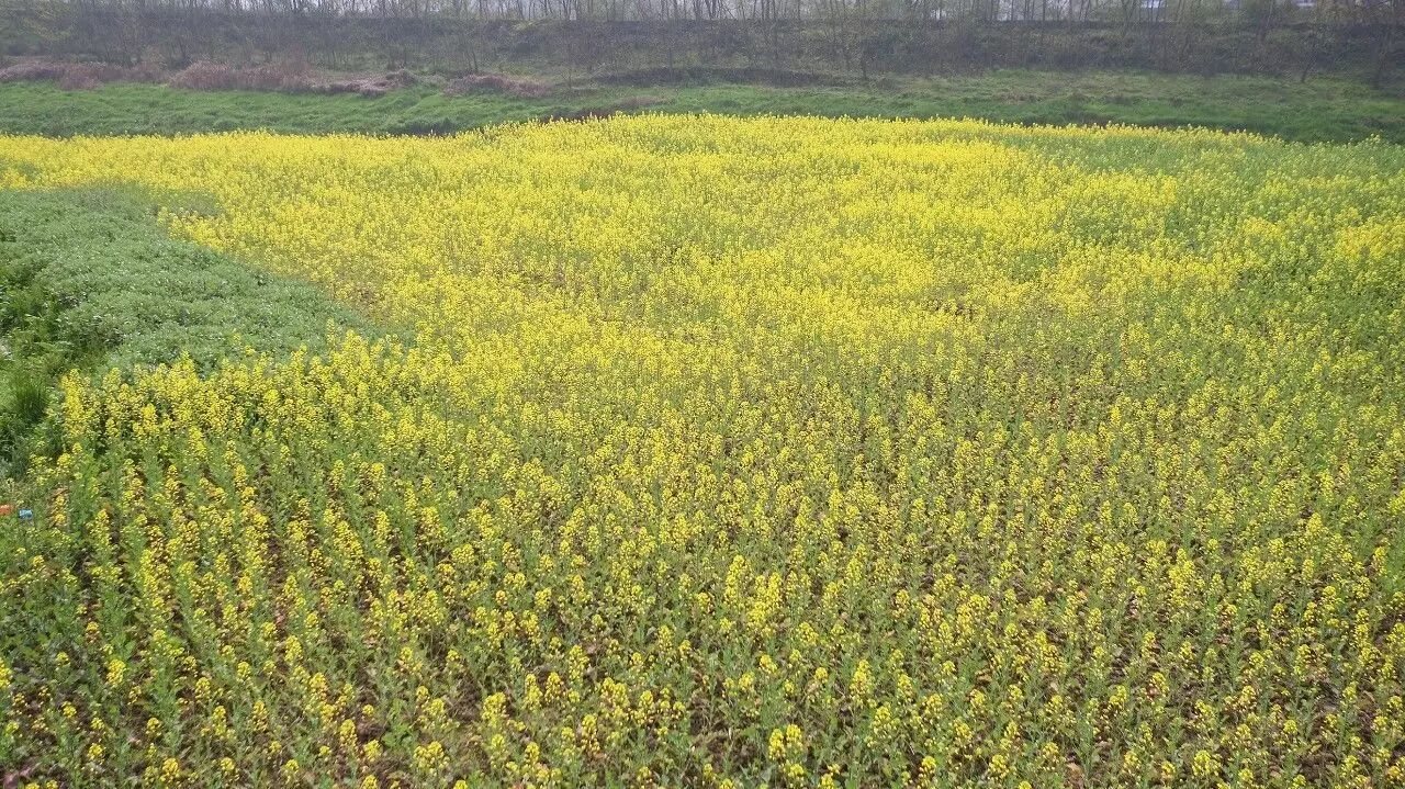 宜昌| 来,到点军的江河花海里找春天