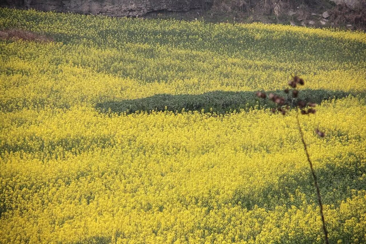 宜昌| 来,到点军的江河花海里找春天
