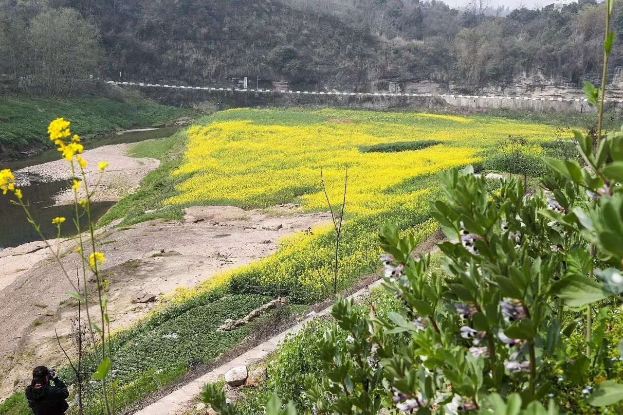 跟随我们的镜头,一起走入点军的春日花海