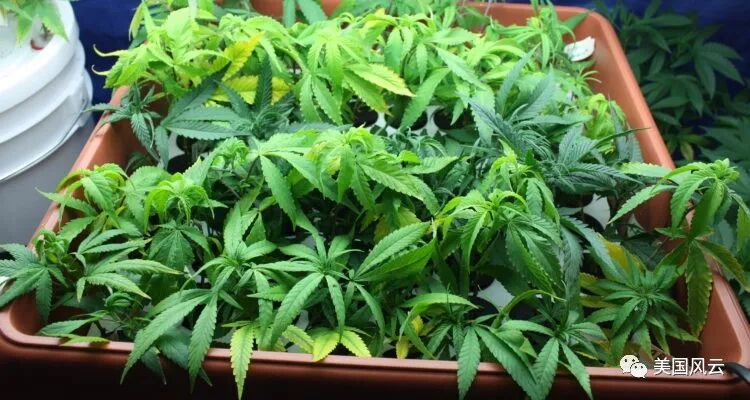 The Teenage Brain vs Ĵ