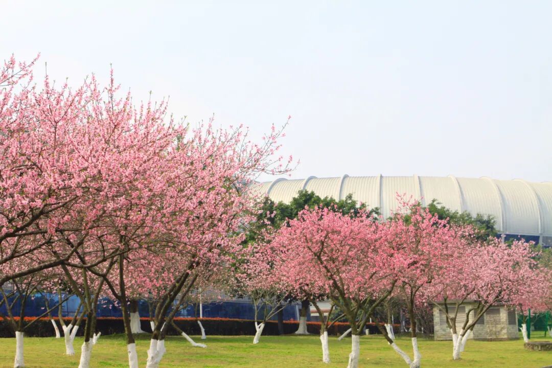 桃花5.jpg