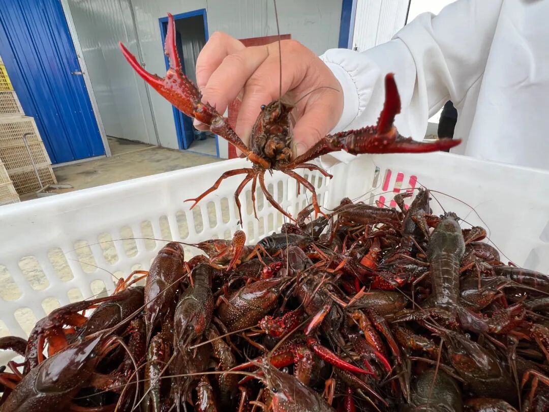 罗城稻田小龙虾迎来丰收季