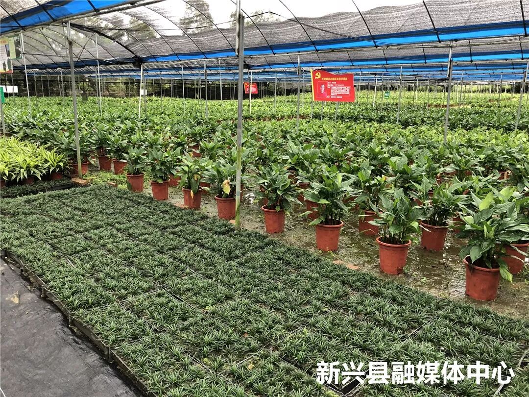 种植创业项目_军人退伍创业优惠政策_2018军人退伍时间