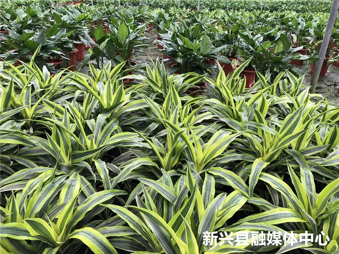 2018军人退伍时间_军人退伍创业优惠政策_种植创业项目