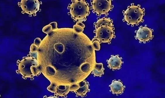 根瘤菌是细菌还是真菌_菌根真菌是内生真菌吗_真菌的根