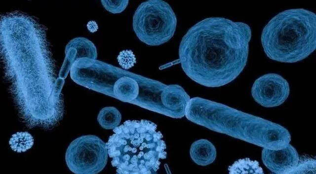 菌根真菌是内生真菌吗_真菌的根_根瘤菌是细菌还是真菌