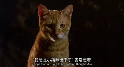 宠物电影分享—《子猫物语》