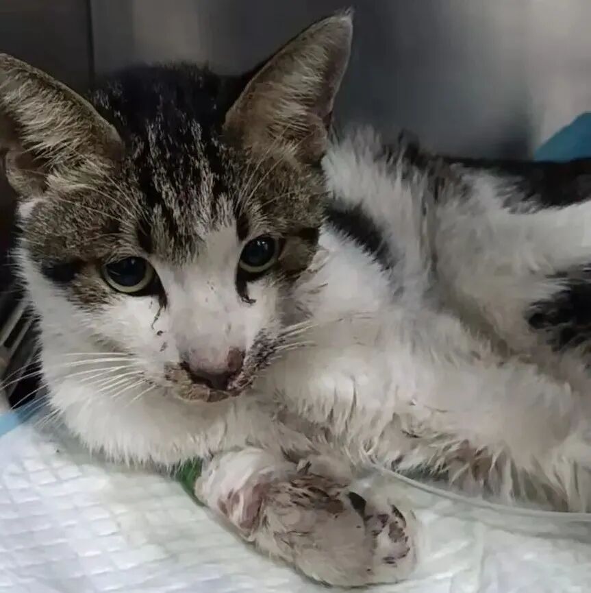 动物拍片腹部怎么摆众筹丨21年12月部分动物医疗费_https://www.jmylbn.com_新闻资讯_第37张