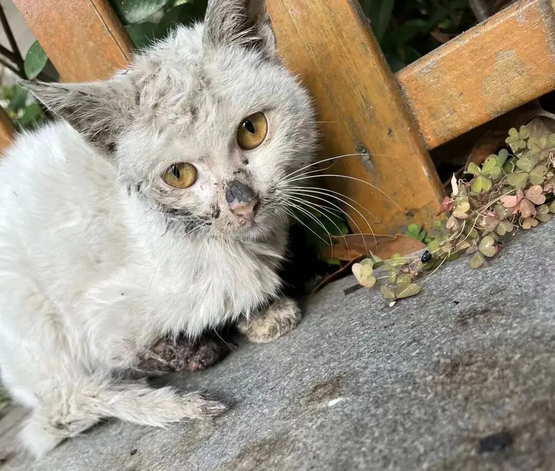 动物拍片腹部怎么摆众筹丨21年12月部分动物医疗费_https://www.jmylbn.com_新闻资讯_第22张