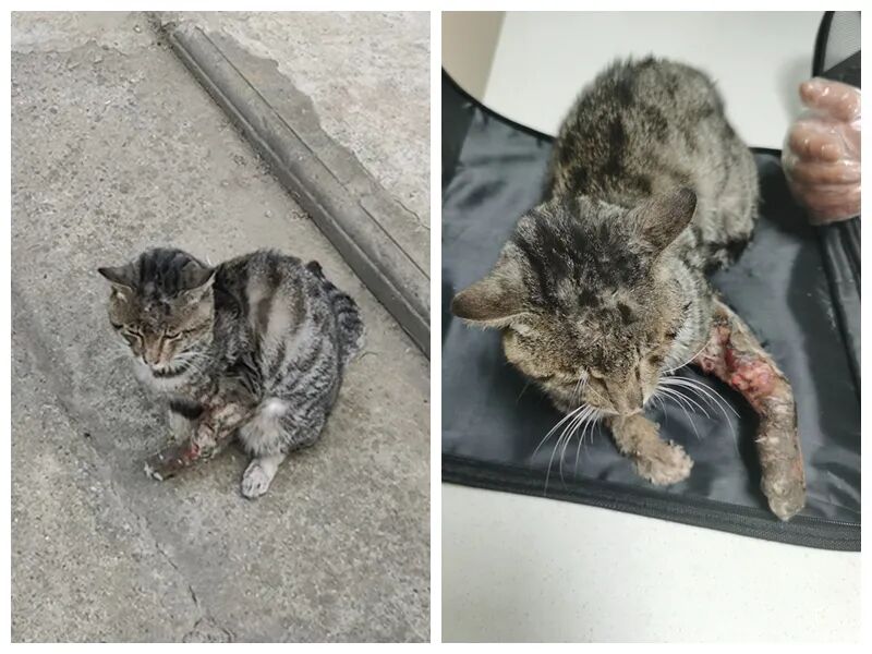 动物拍片腹部怎么摆众筹丨21年12月部分动物医疗费_https://www.jmylbn.com_新闻资讯_第12张