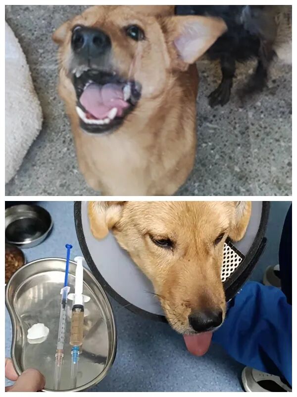 动物拍片腹部怎么摆众筹丨21年12月部分动物医疗费_https://www.jmylbn.com_新闻资讯_第6张