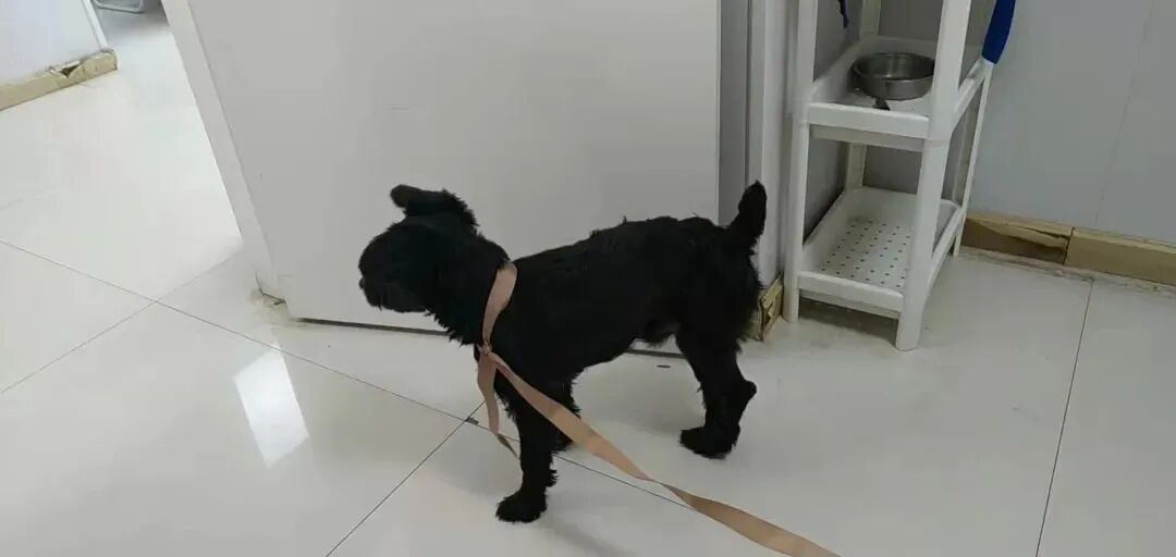 动物拍片腹部怎么摆众筹丨21年12月部分动物医疗费_https://www.jmylbn.com_新闻资讯_第27张