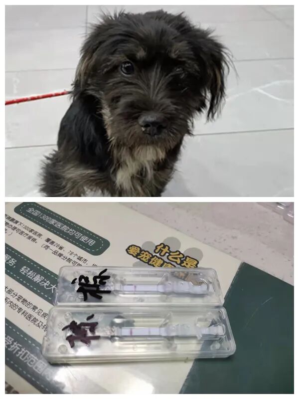 动物拍片腹部怎么摆众筹丨21年12月部分动物医疗费_https://www.jmylbn.com_新闻资讯_第30张