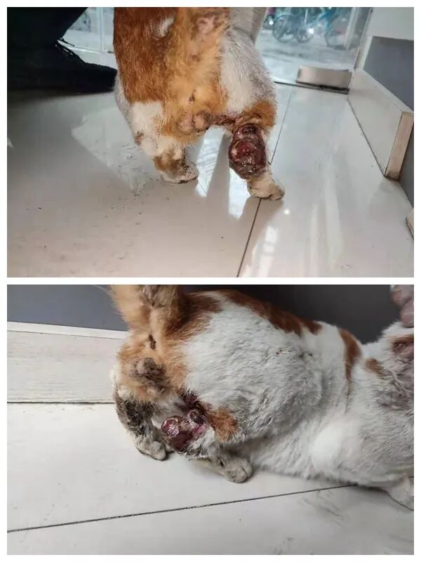 动物拍片腹部怎么摆众筹丨21年12月部分动物医疗费_https://www.jmylbn.com_新闻资讯_第28张